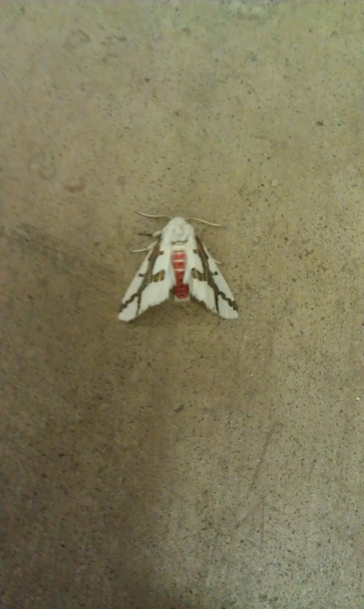 Red tailed specter moth