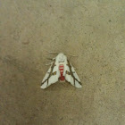 Red tailed specter moth