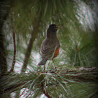 American Robin