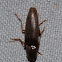 Brown Click Beetle