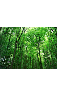 Free Relaxing Forest APK for Android