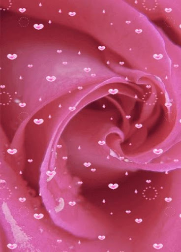 粉紅色的玫瑰動態壁紙