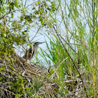 Striated or Green backed heron
