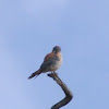 American Kestrel