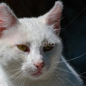 Cat by Blagoja Pulceski - Animals - Cats Portraits