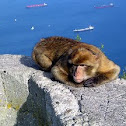 Barbary Macaque