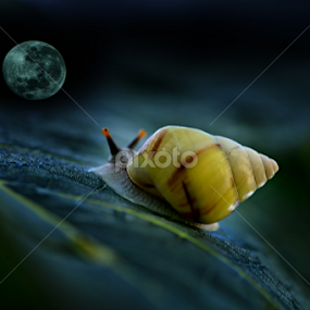 Wanna go to the moon by Joni Alir - Digital Art Things