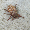 Ten-Lined June Beetle