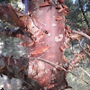Cupressus arizonica (Ciprés de Arizona. Arizona Cypress)