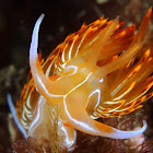 Nudibranch