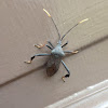 Leaf-footed bug