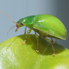 Lillipilly leaf beetle