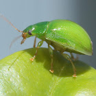 Lillipilly leaf beetle