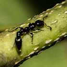 Tree Ant