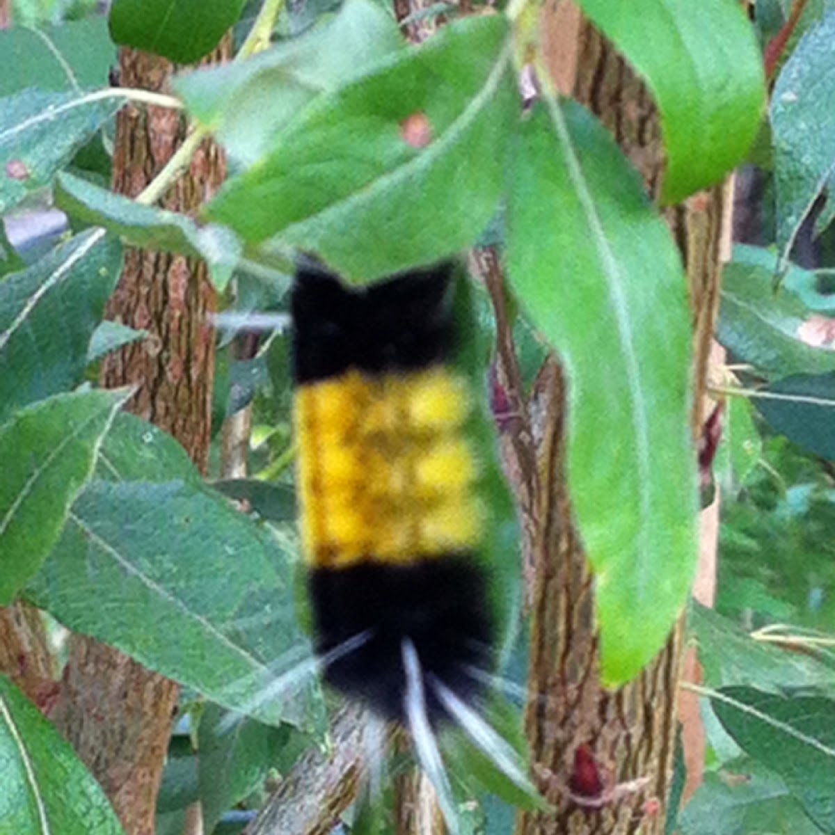 Spotted Tussock Moth Caterpillar