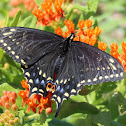 Black swallowtail