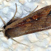 Armyworm Moth