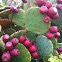 Prickly pear/barbary fig