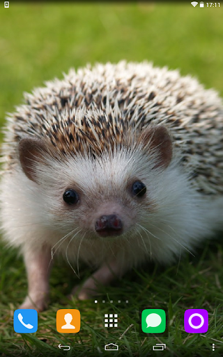 Hedgehog Live Wallpaper