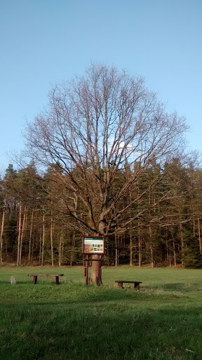 Samotne Drzewo Kudypy