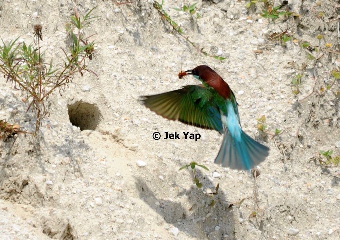 Blue throated bee-eater