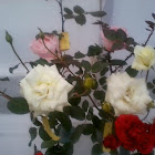 white roses.!