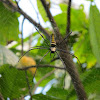 Golden orb-web spider (Female)