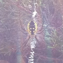 Black and yellow argiope