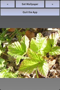 Free SummerPaper HD APK