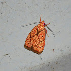 orange and brown moth