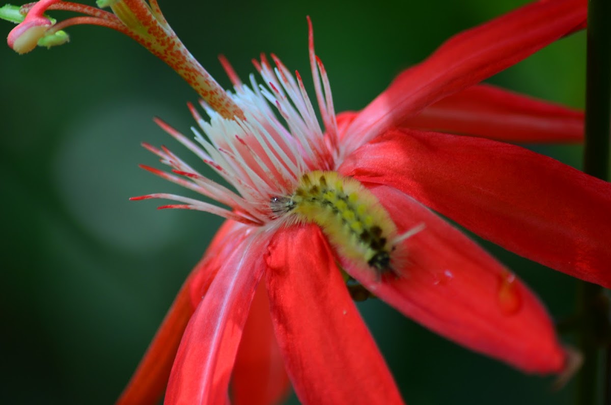 Caterpillar in a passiflora