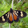 Actinote butterfly