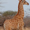 Giraffe Baby