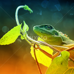 Berjemur by A Rahman - Animals Reptiles