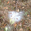 Milkweed