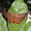 Tricolour Pied Flat