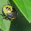 Green stink bug (nymphs)
