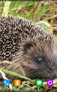 How to get Hedgehog Live Wallpaper 1.1.1 mod apk for laptop