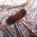 Isabella Tiger Moth (larva)