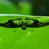 Snow Flat Skipper