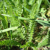 Fern-leaf Dropwort / Obična končara