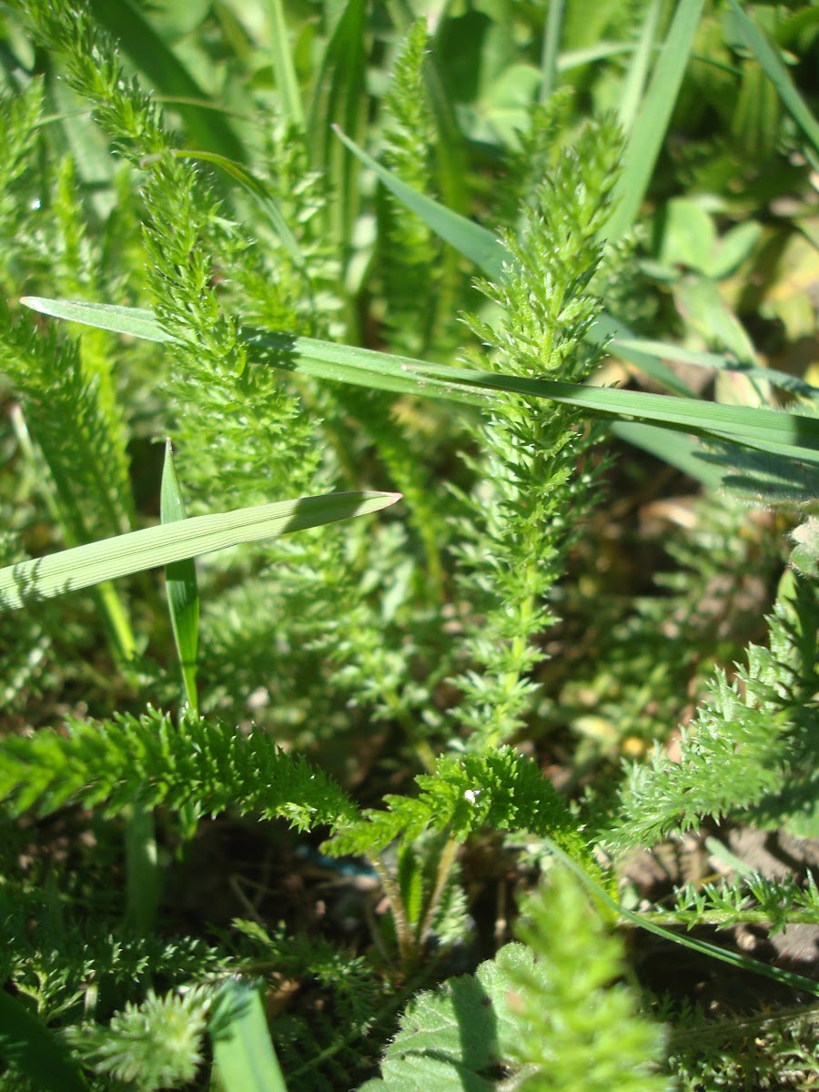 Fern-leaf Dropwort / Obična končara