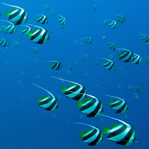 Red Sea Explorer 1.1