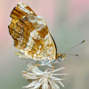 Pale-banded Butterfly