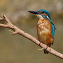 Martín pescador (Kingfisher)
