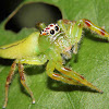 Northern Green Jumping Spider (female)