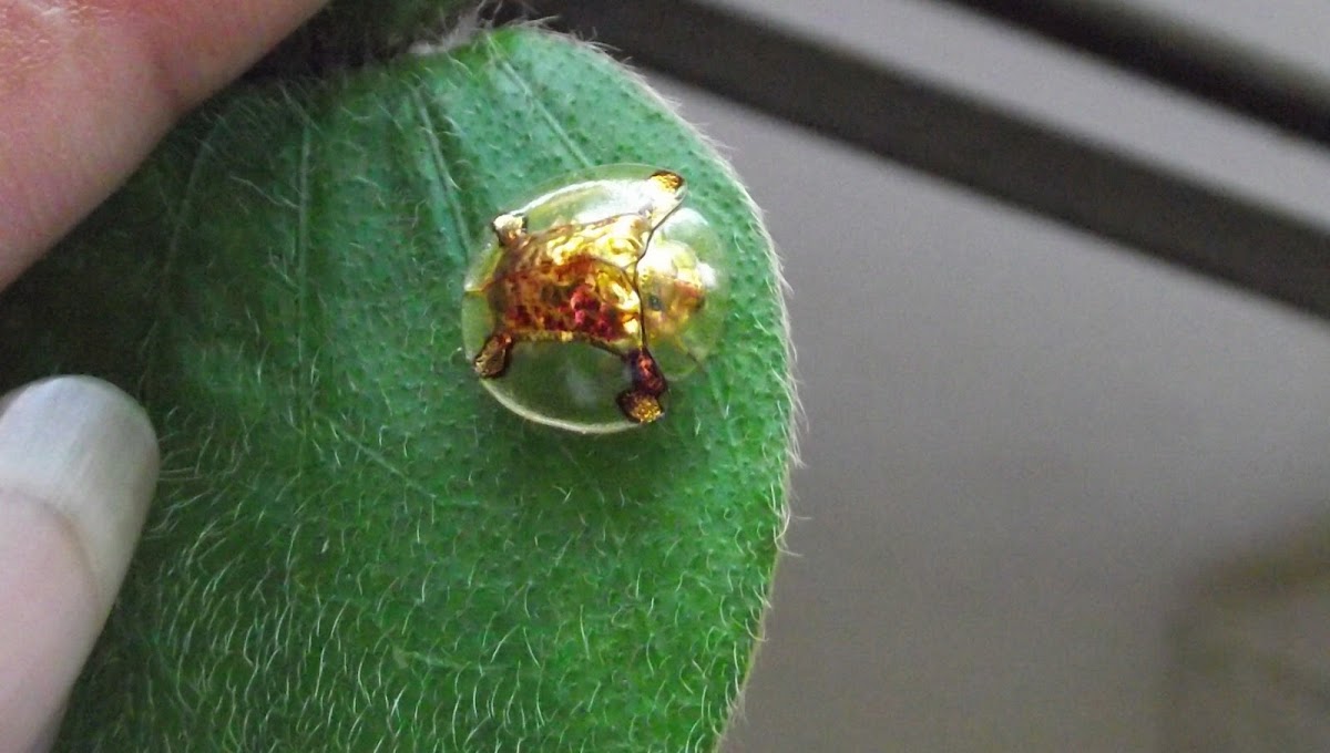Golden Toutoise beetle.