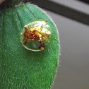 Golden Toutoise beetle.