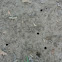 Cicada emergence holes