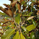 Magnolia Bush
